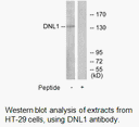 Product image for DNL1 Antibody