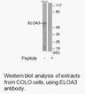 Product image for ELOA3 Antibody