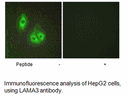 Product image for LAMA3 Antibody