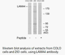 Product image for LAMA4 Antibody