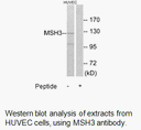 Product image for MSH3 Antibody