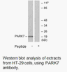 Product image for PARK7 Antibody