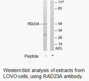 Product image for RAD23A Antibody