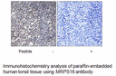 Product image for MRPS16 Antibody