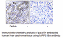 Product image for MRPS18A Antibody