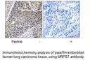 Product image for MRPS7 Antibody