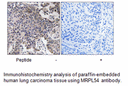 Product image for MRPL54 Antibody