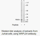 Product image for MRPL54 Antibody