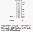 Product image for MRPL14 Antibody