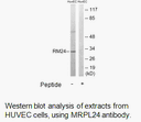 Product image for MRPL24 Antibody