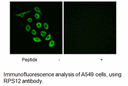 Product image for RPS12 Antibody