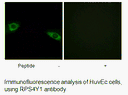 Product image for RPS4Y1 Antibody