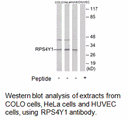 Product image for RPS4Y1 Antibody