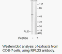 Product image for RPL23 Antibody