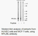 Product image for RPL26L Antibody