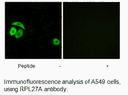 Product image for RPL27A Antibody
