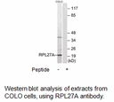 Product image for RPL27A Antibody
