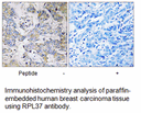 Product image for RPL37 Antibody