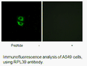 Product image for RPL39 Antibody