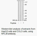 Product image for RPL39 Antibody