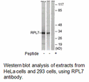 Product image for RPL7 Antibody