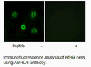 Product image for ABHD6 Antibody