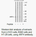 Product image for ARF4 Antibody