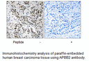 Product image for APBB2 Antibody