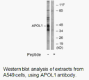 Product image for APOL1 Antibody