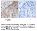 Product image for APOL2 Antibody