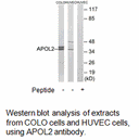Product image for APOL2 Antibody