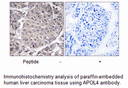 Product image for APOL4 Antibody
