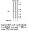Product image for APOL4 Antibody