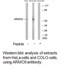 Product image for ARMC6 Antibody