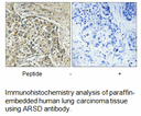 Product image for ARSD Antibody