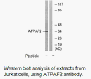 Product image for ATPAF2 Antibody