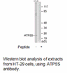 Product image for ATP5S Antibody