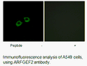 Product image for ARFGEF2 Antibody