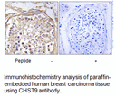 Product image for CHST9 Antibody