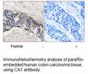 Product image for CA1 Antibody