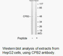 Product image for CPB2 Antibody