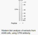 Product image for CPM Antibody