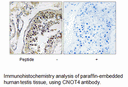 Product image for CNOT4 Antibody