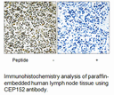 Product image for CEP152 Antibody