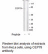 Product image for CEP78 Antibody