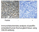 Product image for CBLN4 Antibody