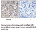 Product image for CLDN6 Antibody