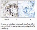 Product image for CST8 Antibody