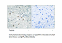 Product image for PLA2G4D Antibody