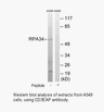 Product image for CD3EAP Antibody